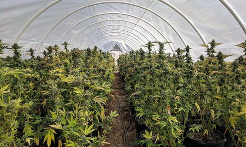 3-DAY ALL-INCLUSIVE: Emerald Triangle Harvest Tour™ - Emerald Farm Tours