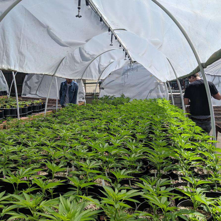 where to buy house plant weed Cannabis Farm & Industry Tour