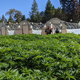 Weed, Wine & Wilderness Tour (Anderson Valley, CA)