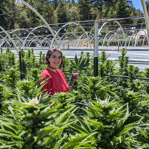 Wine, Wilderness & Weed: Mendocino County Cannabis Farm Tour (Full-day adventure to Anderson Valley, CA)