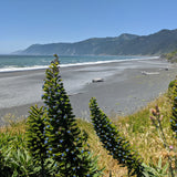 Waves, Woods & Weed Tour: Humboldt & The Lost Coast - All-Inclusive Getaway Package