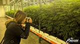 indoor cannabis farm and guest - Emerald Farm Tours 