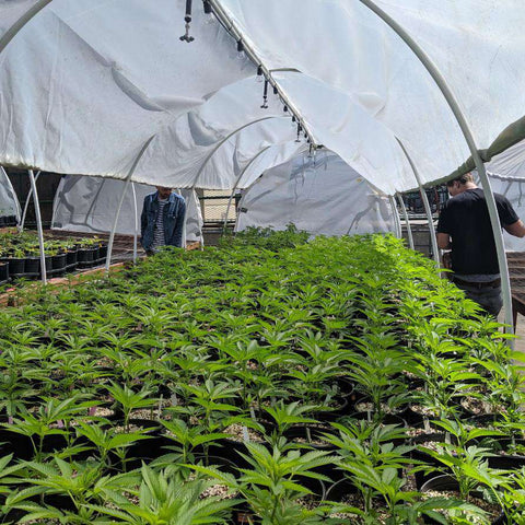 Cannabis Green House Grow