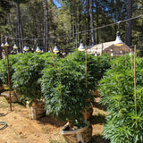 Wine, Wilderness & Weed: Mendocino County Cannabis Farm Tour (Full-day adventure to Anderson Valley, CA)