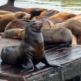 Fisherman's Wharf Cannabis & Coffee Tour
